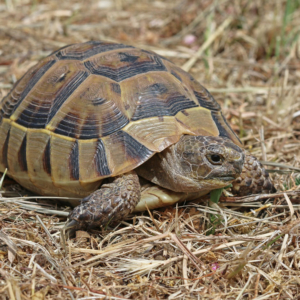 tortuga mediterranea