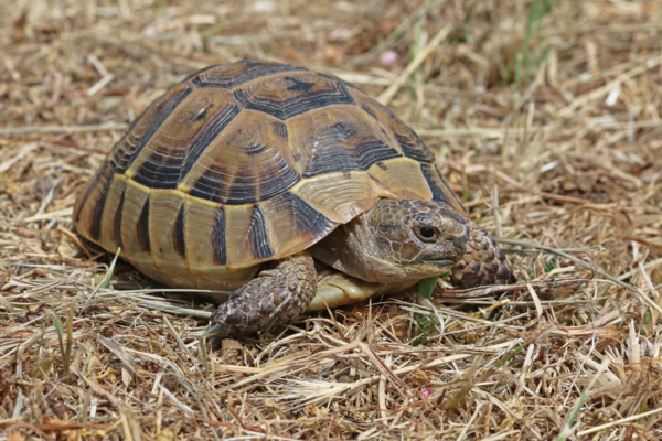 tortuga mediterranea