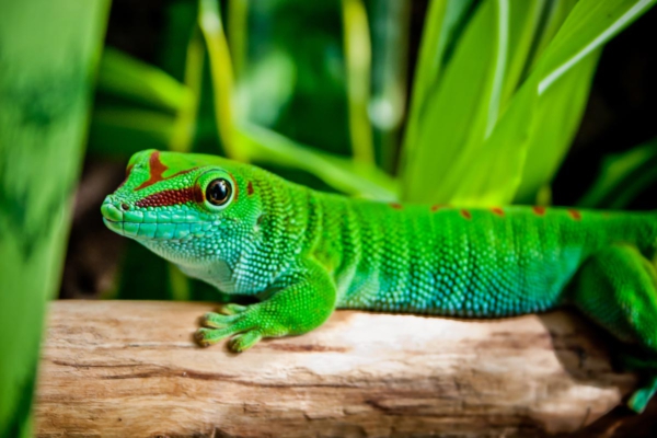 gecko diurno gigante de madagascar