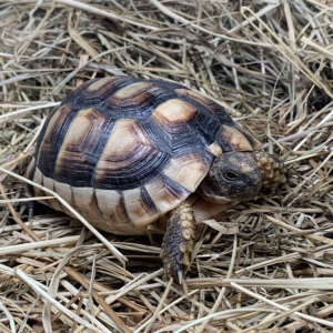 Paradoja exposición Clavijas Comprar Tortugas de Tierra y Acuáticas al mejor precio - ReptilMadrid