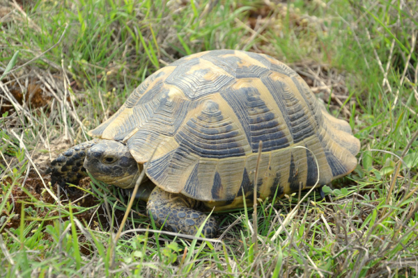 tortuga mora