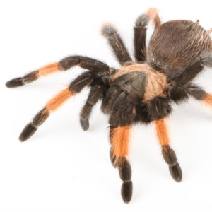 Brachypelma emilia