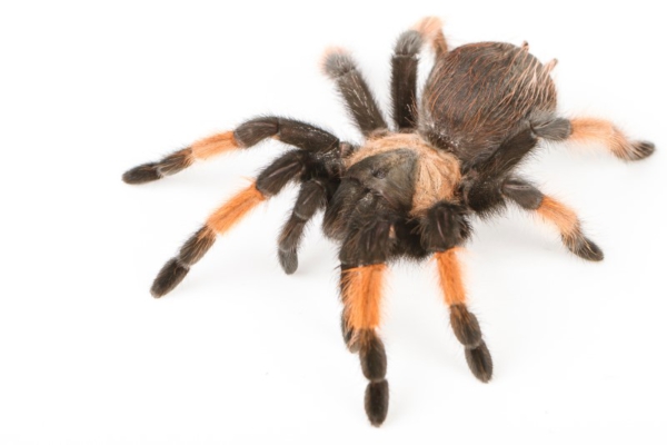 Brachypelma emilia