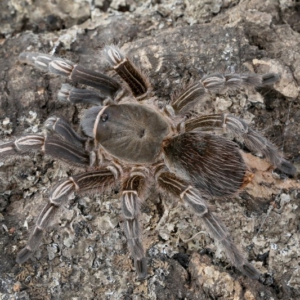 Tarántula Cebra Aphonopelma seemanni