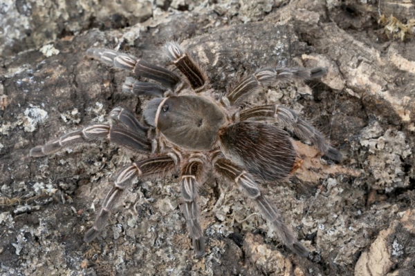 Tarántula Cebra Aphonopelma seemanni