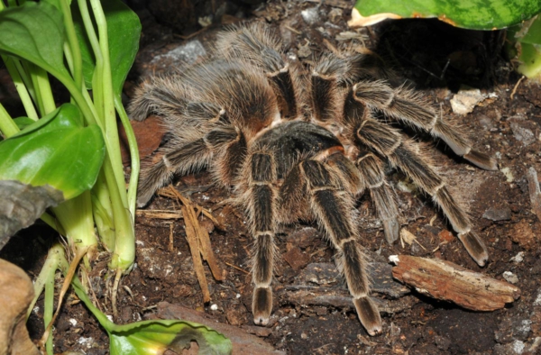 tarántula brasileña