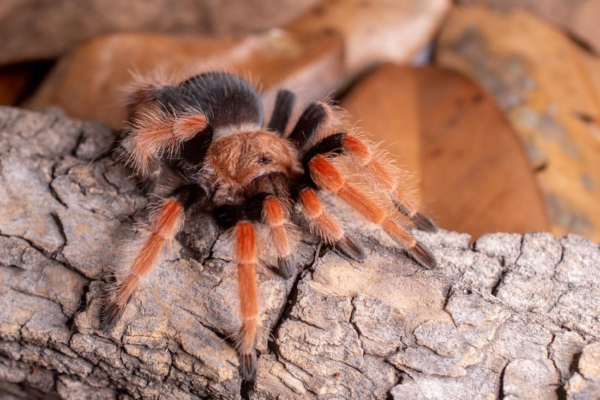 Tarántula de Patas Naranjas (Brachypelma boehmei)