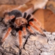 Tarántula de Patas Naranjas (Brachypelma boehmei)