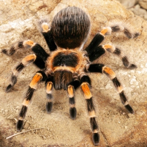 tarántula de rodillas rojas