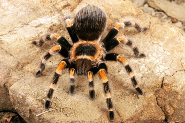 tarántula de rodillas rojas