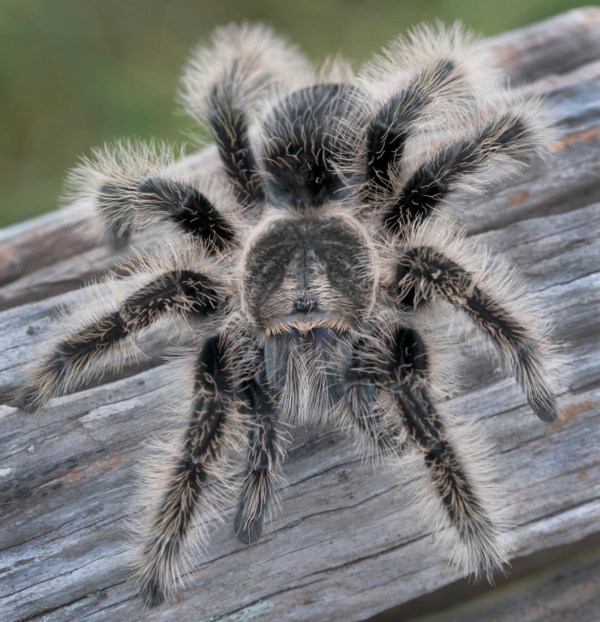 Tarántula de Pelo Rizado (Brachypelma albopilosum)