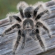 Tarántula de Pelo Rizado (Brachypelma albopilosum)