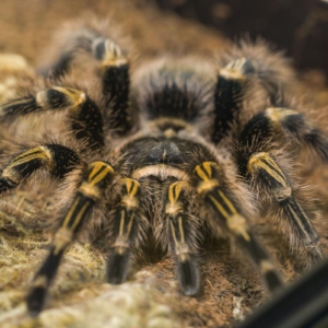 tarántula de rodillas doradas