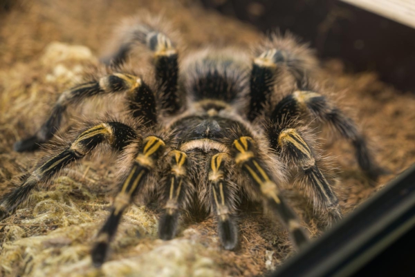 tarántula de rodillas doradas