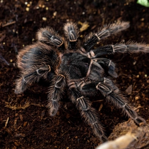 Tarántula Rosa de Brasil (Lasiodora parahybana)