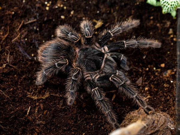 Tarántula Rosa de Brasil (Lasiodora parahybana)