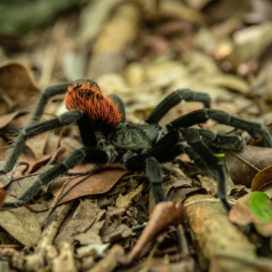 tarántula yucateca