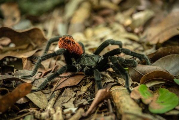 tarántula yucateca