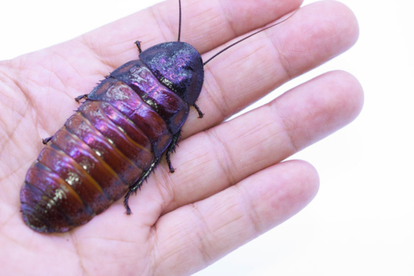 cucaracha gigante de madagascar