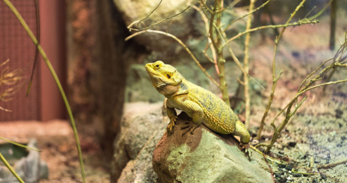 Pogona en terrario