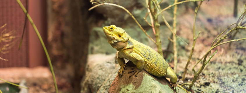 Pogona en terrario