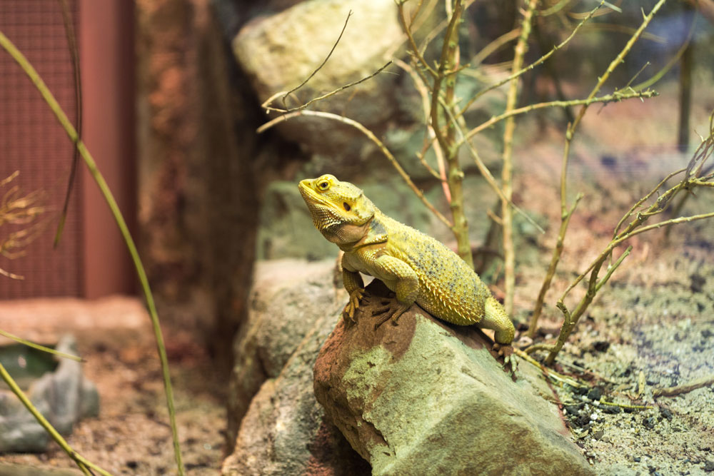 Pogona en terrario