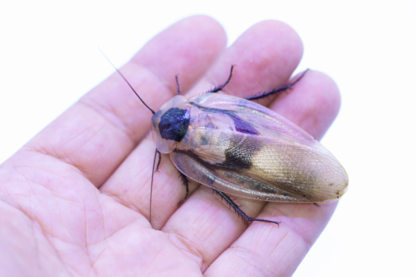 cucaracha adulta en palma mano