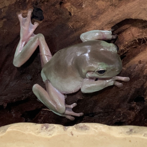 rana arborícola verde litoria caerulea