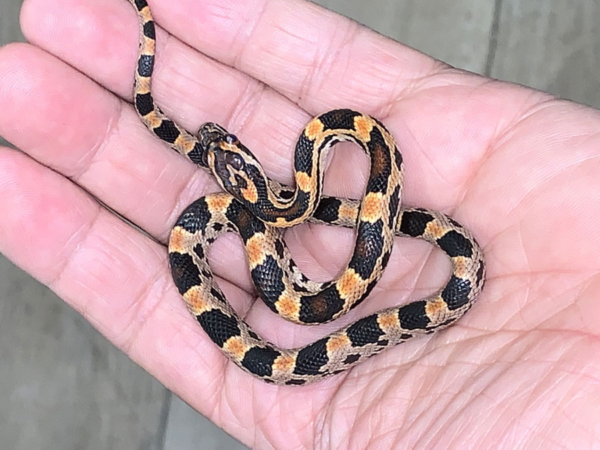 serpiente del maiz panterophis guttatus amelanistica