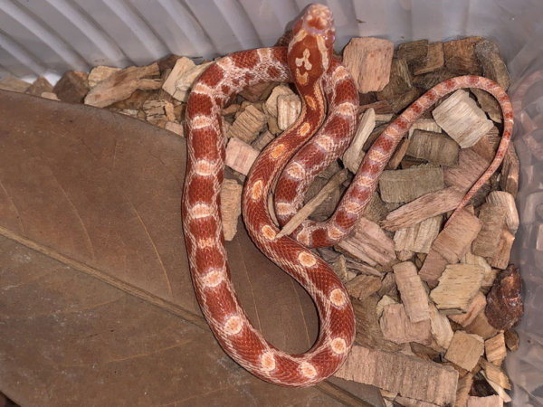 serpiente del maiz panterophis guttatus pyromelana