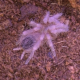 tarantula brasileña nhandu tripepii