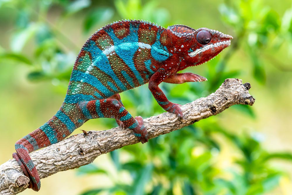 Comprar Camaleón Pantera (Furcifer pardalis) RED ReptilMadrid