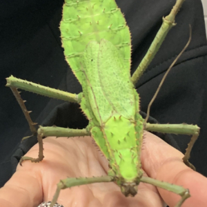 Insecto palo malayo gigante