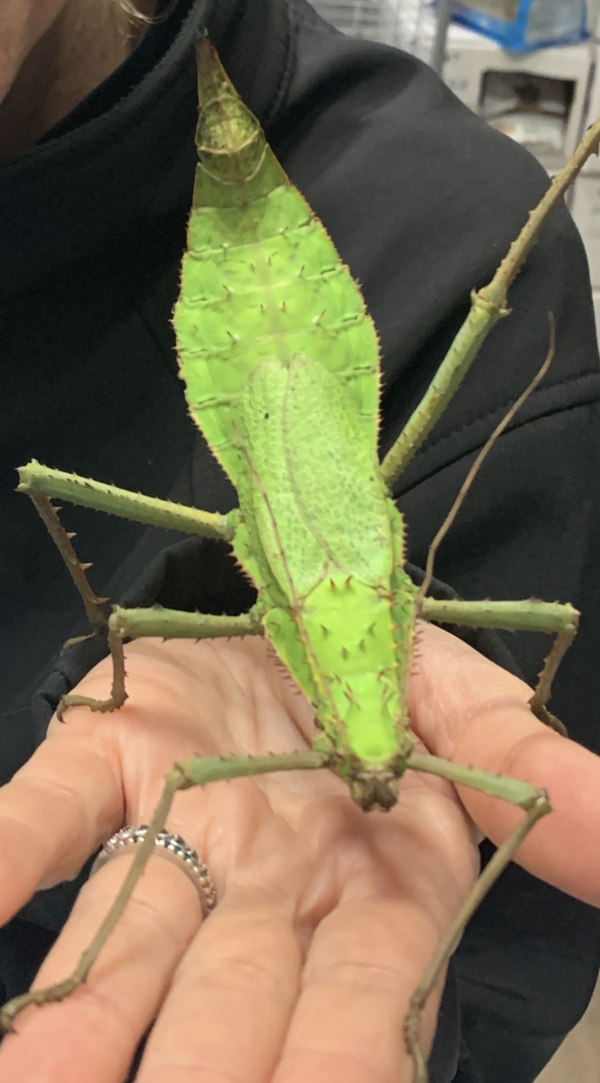 Insecto palo malayo gigante