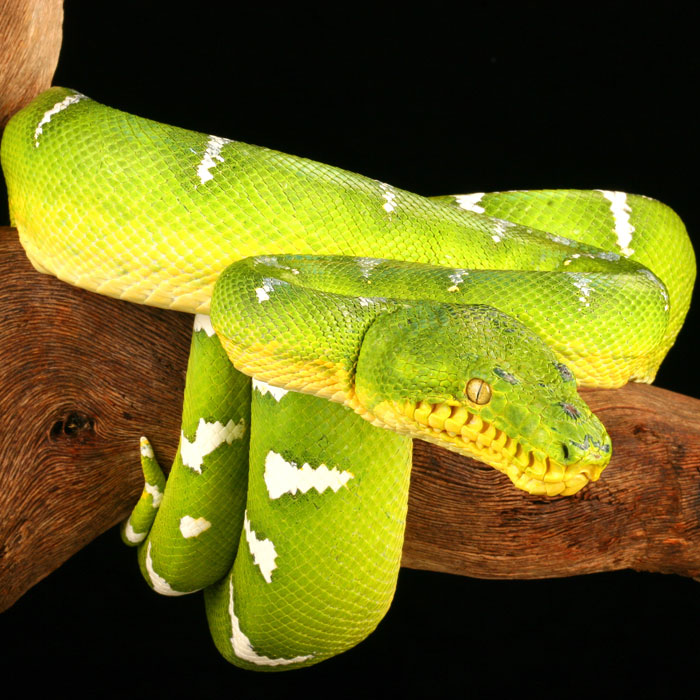 cumpleaños Humano Minero Tienda de Animales Exóticos online - ReptilMadrid