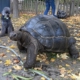 Tortuga gigante de Aldabra