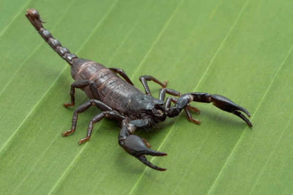 Escorpión de Bosque Asiático