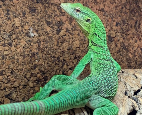 Lagarto Verde de Tanzania