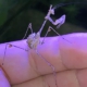 MANTIS CRÍPTICA Sibylla pretiosa