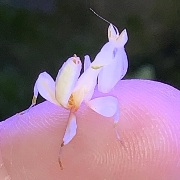 MANTIS ORQUÍDEA Hymenopus coronatus