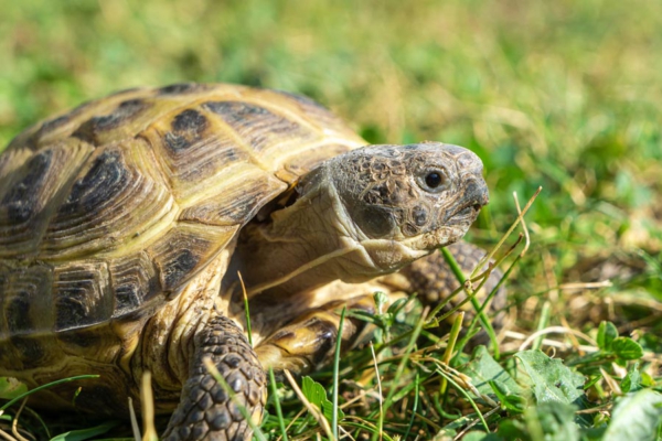 Tortuga Rusa agrionemys horsfieldii