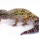 gecko leopardo