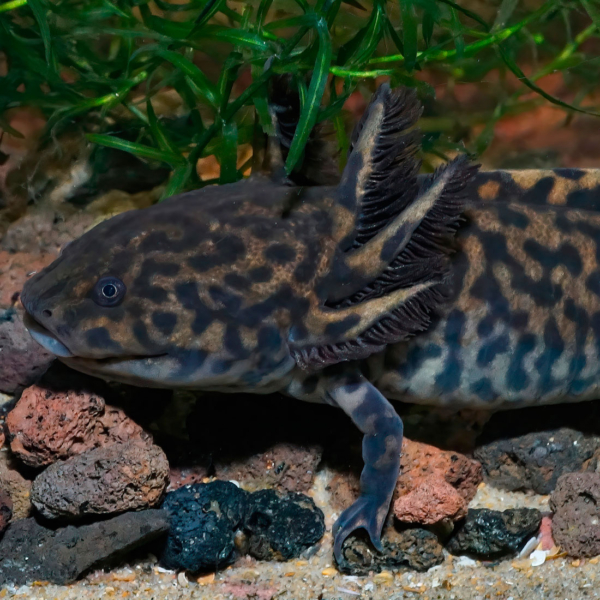 Ajolote Ambystoma Andersoni