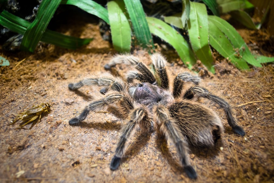 características tarántula