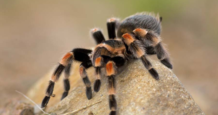 como cuidar una tarántula