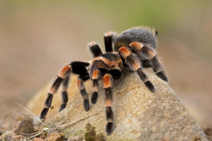 como cuidar una tarántula