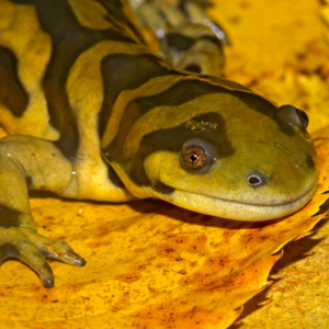 Salamandra tigre ambystoma mavortium