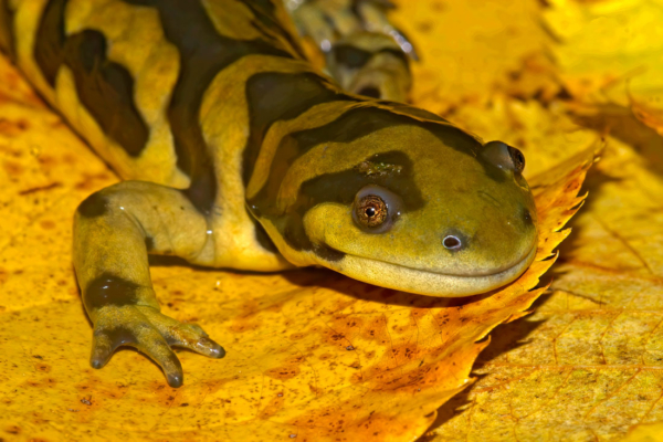 Salamandra tigre ambystoma mavortium