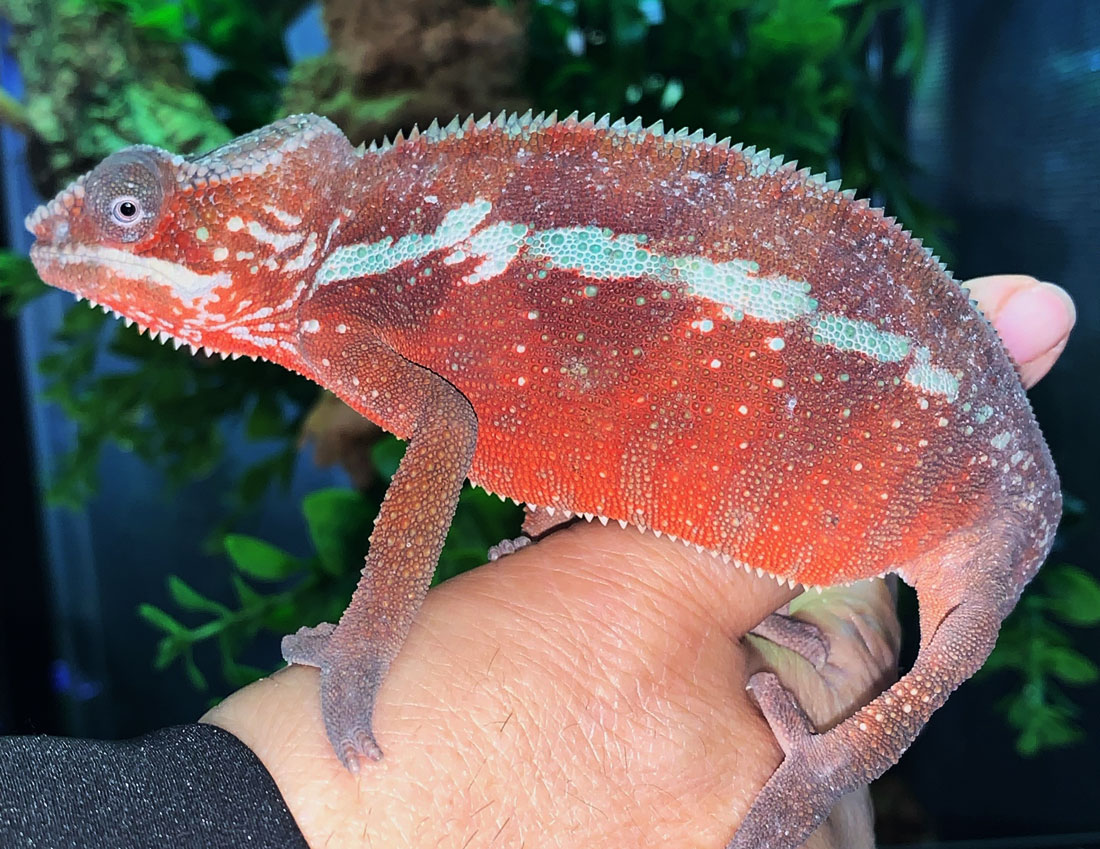 Camaleón (Furcifer pardalis) TAMATAVE - ReptilMadrid