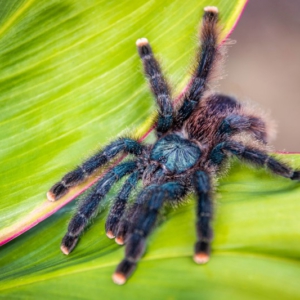 Avicularia metallica